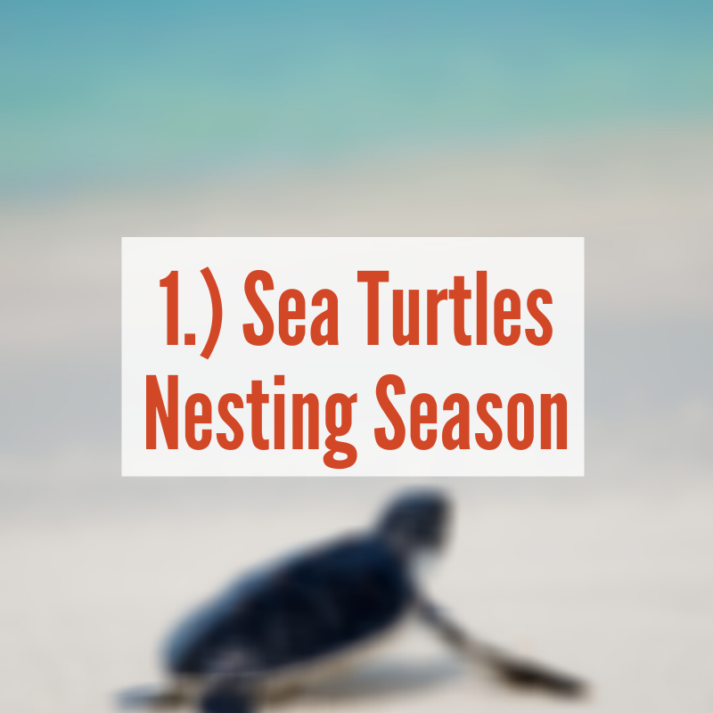 Baby sea turtle headed to ocean | Sea Turtles Nesting Season