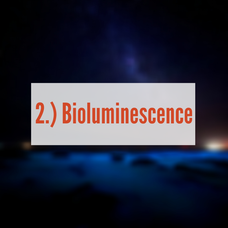 Bioluminescence at night in river |Bioluminescence 
