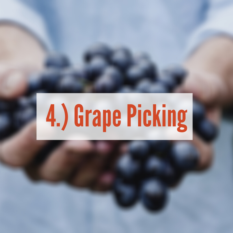 Hands holding red grapes | Grape Picking 